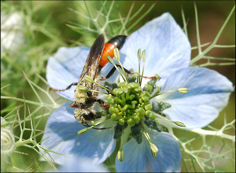 imenottero da ident. (Sphex sp.)